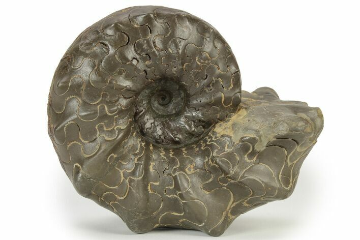 Triassic Ammonite (Ceratites nodosus) Fossil - Germany #240841